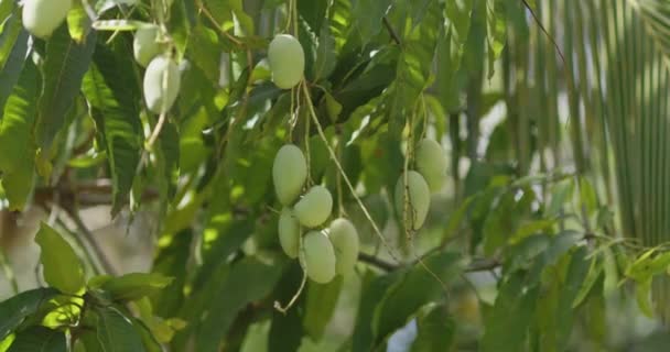 Raw Green Mango Branch Drzewie Mango Pyszne Soczyste Zdrowe Owoce — Wideo stockowe