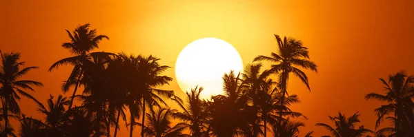 色彩斑斓的落日笼罩着棕榈树的轮廓 是一个宁静的热带自然环境 优质横幅照片 — 图库照片
