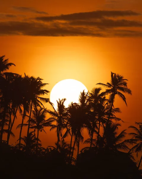 热带风景 有棕榈树的海岛 红色和黄色渐变天空背景的太阳黑色轮廓 — 图库照片