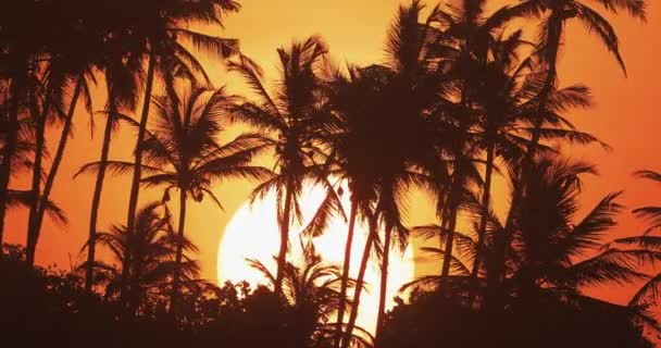 Gran Sol Saliendo Detrás Una Hilera Palmeras Impresionante Amanecer Tropical — Vídeo de stock