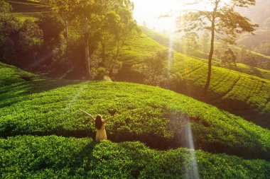 Yeşil elbiseli, kolları havada, Sri Lanka 'daki çay tarlalarına hayran bir kadın.