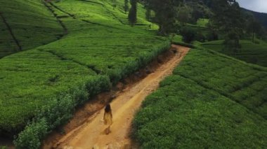 Romantik bir turist kadınla dağlardaki çay teraslarının uçan dronundan havadan çekilen destansı görüntüler. Nuwara Eliya, Sri Lanka. Her türlü gezgin için en iyi turistik yerler. 