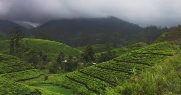 Sri Lanka Hareket Halindeki Bir Trenden Alınan Yeşil Çay Terasları — Stok video