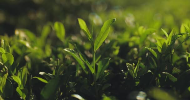 Çay Çiftliğinden Çay Yapraklarını Toplayan Kadınların Yakın Çekimi Taze Yeşil — Stok video
