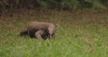 Monitor lizard in the wild in Sri Lanka. High-quality video