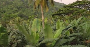 Sri Lanka train ride through mountain rainforest. High-quality slow motion 4k footage