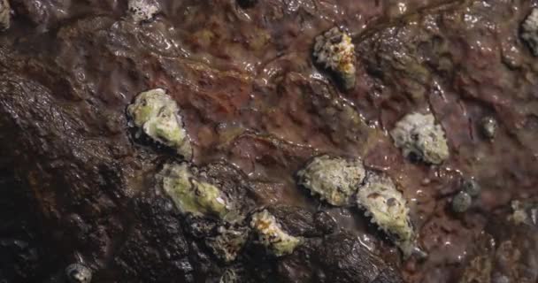 Oysters Wild Rocks Ocean High Quality Slow Motion Footage — Stockvideo