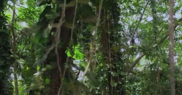Walking Rainforest Jungle Trees Lianas Tropical Plants Looking Pov Camera — Video Stock