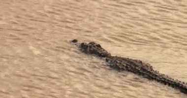 Head and back of solitary mugger crocodile, barely visible swimming in Sri Lankan Lake. 4k UHD stock video