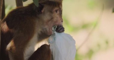 Ormandaki plastik kirliliği çevresel bir sorundur. Maymun plastik torba yiyor, onları yiyecekle karıştırıyor. Plastik atık. Yüksek kalite yavaş çekim 4K görüntü