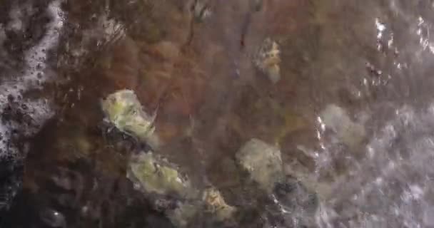 Huîtres Sous Marines Sauvages Sur Les Rochers Océan Images Ralenti — Video