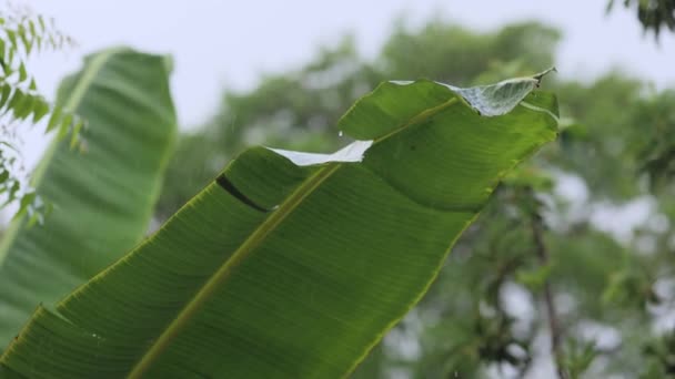 スローモーション マクロ クラスアップ 熱帯雨林の緑豊かなヤシの葉の水滴 葉を洗うウォータードロップ 庭の緑の植物に注ぐ雨 — ストック動画