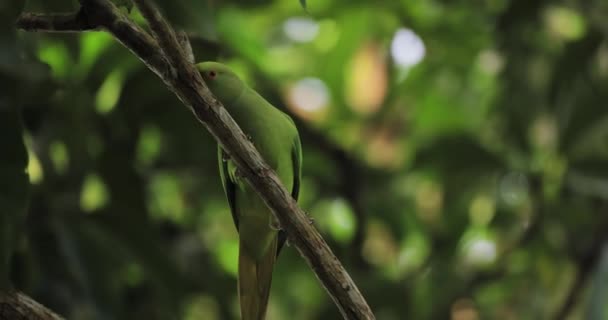 Alexandrine Parakeet Psittacula Eupatria Labu Girawa 가지에 어깨에 — 비디오