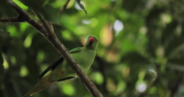 Тропическая Птица Тропических Лесах Александрийский Попугай Psittacula Eupatria Labu Girawa — стоковое видео