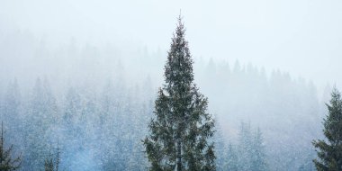 Buzlu çam dalları ve köknar ağaçları, dağların arka planına karşı. Soğuk kış günü. Noel ağacı. Karpatlar Ulusal Parkı, karla kaplı kozalaklı orman. Kar yağışı sırasında ladin