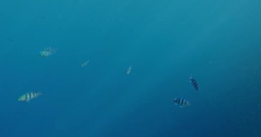 Su altı dünyası resif balıkları ve Kızıldeniz resifleri yavaş çekimde. 4k sinematik çekim 