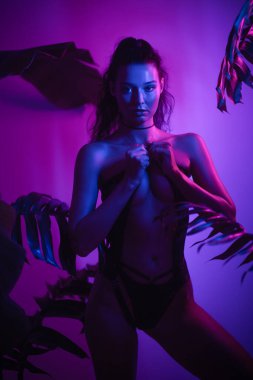Mor ve mavi LED neon ışıklarıyla aydınlatılmış siyah seksi iç çamaşırı giymiş çok ırklı Asyalı genç bir esmer kadın. Güzel sanatlar, yaratıcı stüdyo fotoğrafları..