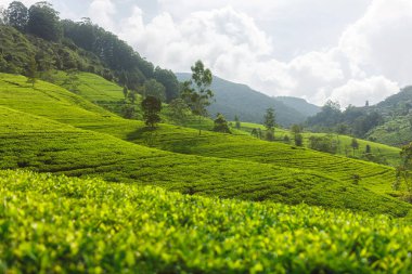 Nuwara Eliya, Sri Lanka yakınlarındaki yeşil çay tarlası panoraması. Yüksek kalite fotoğraf. Arkaplan ve afiş için yeşil çay sahası