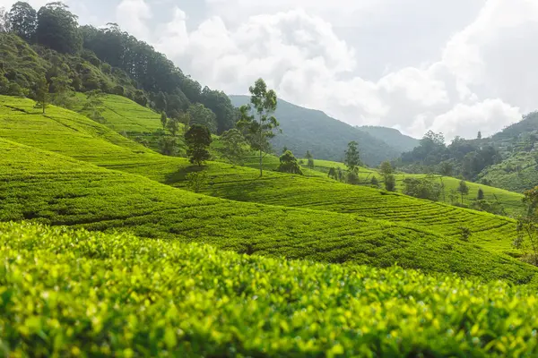 Panorama Plantation Thé Vert Dans Pays Près Nuwara Eliya Sri Photos De Stock Libres De Droits