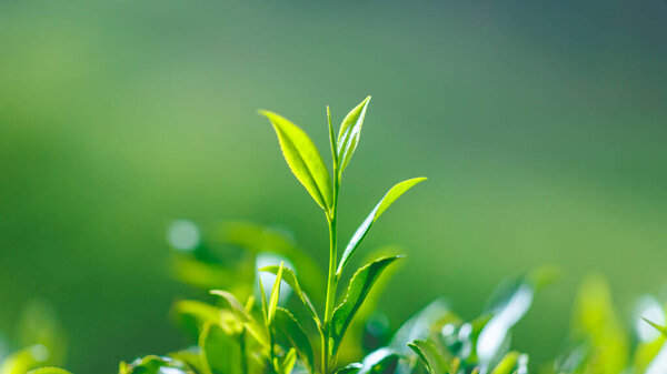 Close-up fresh perfect tea bud and leaves on tea plantation background. High quality banner photo with copy space backdrop for text