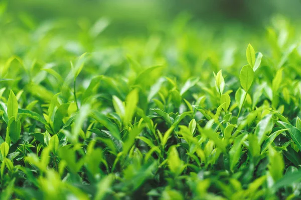 Close Fresh Perfect Tea Bud Leaves Tea Plantations High Quality — Stock Photo, Image