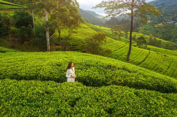 Admire Beauty Nature Background Tea Plantations Landscape Romantic Woman Traveler Stock Photo
