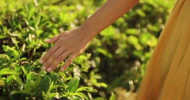 Doğa aşığı. Genç kadınların kollarının yeşil çay yapraklarının tepesini nazikçe okşarken yakın plan çekimleri. Bir dişi el taze yeşil çay yapraklarına dokunur, tarlada yürürken..