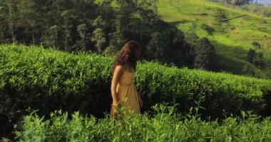 Yeşil çay tarlalarının arasında yürüyen mutlu kadın gezgin portresi. Sri Lanka dağlarında mükemmel çay terasları arasında yürüyen genç yetişkin nüfuzlu birinin yüksek kaliteli yavaş çekim videosu..