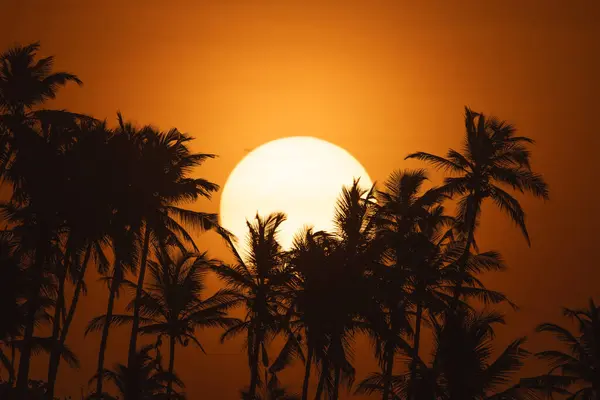 Big Sun Rising Row Palm Trees Stunning Close Tropical Sunriset Stock Picture
