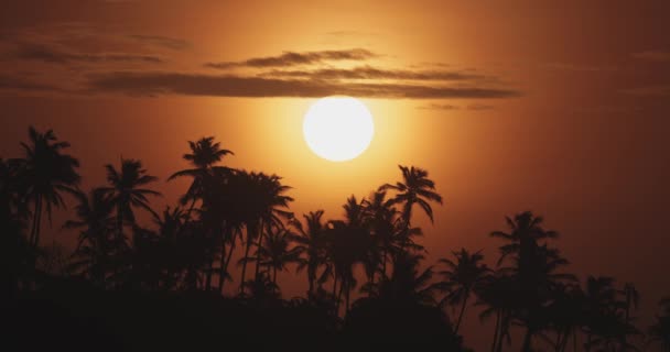 Zoom Aufnahme Der Majestätischen Sonne Die Über Einer Palmenreihe Rocky — Stockvideo