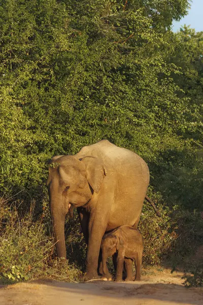 Sri Lankan Elefanttiperhe Kävelee Tien Varrella Uda Walawen Kansallispuistossa Sri kuvapankin valokuva