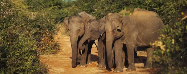 Sri Lankan Elefanttiperhe Kävelee Tien Varrella Uda Walawen Kansallispuistossa Sri tekijänoikeusvapaita valokuvia kuvapankista