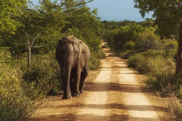 Elefantti Kävelee Tien Ohitse Eläinten Reservaatissa Safarimatkan Aikana Laadukas Valokuva tekijänoikeusvapaita kuvapankkikuvia