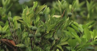 Yeşillik bir bahçede olgunlaşmamış limonlu bir limon ağacının yavaş çekim görüntüleri. Doğa, tarım ve taze ürün temaları için mükemmel, bahçe ve mutfak reklamları için ideal.. 
