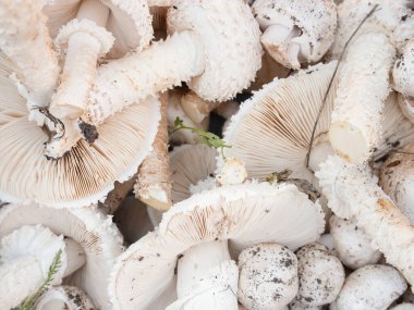 Yeni toplanmış yabani mantarların yakın çekimlerinde ayrıntılı solungaçlar ve dokular sergilenir. Yiyecek arama, doğa, organik gıda ve mutfak keşfi kavramları için idealdir. Yüksek kalite, ayrıntılı resim. 