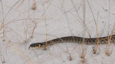 Bir yılan kumlu arazide ve sahil çimlerinde dolaşır ve doğal ortamını gösterir. Bu resim, kavramsal ve promosyon projeleri için mükemmel olan vahşi yaşam, doğa ve adaptasyon temalarını vurgular.. 