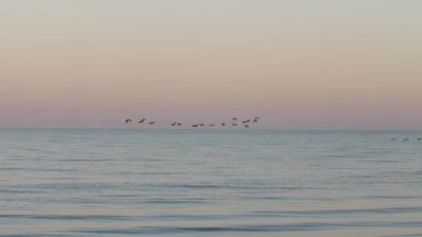 Gün batımında sakin bir denizin üzerinde uçan kuşların sakin bir görüntüsü, pastel bir gökyüzü tarafından çerçevelenmiş. Doğa, seyahat ve rahatlama için mükemmel. Okyanusun güzelliğini ve huzurunu yakalamak için.. 