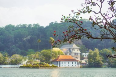 Sri Lanka 'daki çiçek açan dallarla çerçevelenmiş Kandy Gölü' ndeki Kutsal Diş Kalıntısı Tapınağı 'nın odaklanmış görüntüsü. Seyahat, kültürel ve dini temalar için idealdir. Bunun huzur verici güzelliğini gözler önüne serer.