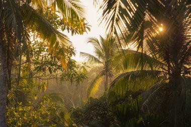 Bereketli tropikal yaprakların arasından süzülen güneş ışığının resmedilmiş görüntüsü. Parlak yeşillik ve altın ışık, tropikal güzelliğin doğal güzelliğini vurgulayan sakin ve sakin bir atmosfer yaratır.