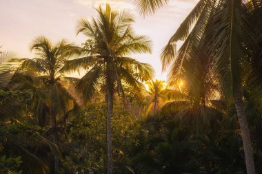 Bereketli tropikal yaprakların arasından süzülen güneş ışığının resmedilmiş görüntüsü. Parlak yeşillik ve altın ışık, tropikal güzelliğin doğal güzelliğini vurgulayan sakin ve sakin bir atmosfer yaratır.