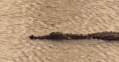 Head and back of solitary mugger crocodile, barely visible swimming in Sri Lankan Lake. 4k UHD stock video