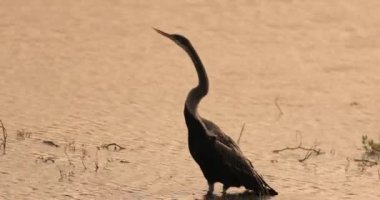 Sri Lanka 'daki Yala Ulusal Parkı' nda Doğulu bir Darter zarif bir şekilde suyun içinde duruyor. Vahşi yaşam, doğa, seyahat ve kuş gözlemciliği temaları için idealdir. Bu egzotik dünyanın güzelliğini ve zarafetini yakalar.