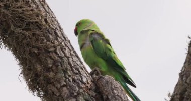 Sri Lanka 'daki Yala Ulusal Parkı' ndaki bir ağaca kırmızı gagalı canlı bir muhabbet kuşu. Vahşi yaşam ve doğa kavramları, eko-turizm promosyonları ve yüksek kaliteli kuş izleme için mükemmel.