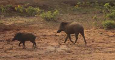 Sri Lanka 'daki Yala Ulusal Parkı' nın arazisini keşfeden bir çift yaban domuzu. Bir safari sırasında yakalanan bu resim bu hayvanların doğal yaşam ortamlarını ve davranışlarını gözler önüne seriyor. Vahşi yaşam için mükemmel.