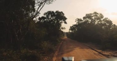 Gün batımında yakalanan Sri Lanka 'daki Yala Ulusal Parkı' ndan geçen manzaralı bir toprak yol. Seyahat, macera, doğa ve keşif temaları için idealdir, safari yolculuğunun huzurlu güzelliğini vurgular.