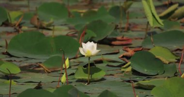 Sri Lanka 'daki Yala Ulusal Parkı' nda yemyeşil nilüferlerle çevrili sakin bir gölette açan dingin beyaz nilüfer çiçeği. Doğa ve huzur kavramları, eko-turizm promosyonları ve yüksek turizm için idealdir.