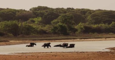 Sri Lanka 'daki Yala Ulusal Parkı' nda yemyeşil bir alanda yıkanan bir su bufalosu sürüsü. Vahşi yaşam, doğa, seyahat ve koruma konuları için mükemmel bir tema.