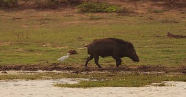 Yala Ulusal Parkı, Sri Lanka 'da bir yaban domuzu ve bir balıkçıl birlikte yaşar. Vahşi yaşam, doğa, seyahat ve biyolojik çeşitlilik temaları için mükemmel. Farklı türlerin uyumunu gösteriyorlar.