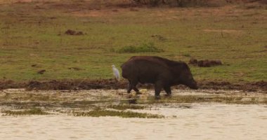 Sri Lanka 'daki Yala Ulusal Parkı' nda bir yaban domuzu ve bir balıkçıl manzarası. Vahşi yaşam, seyahat, doğa ve biyolojik çeşitlilik temaları için idealdir, farklı türlerin birlikte varoluşunu vurgular