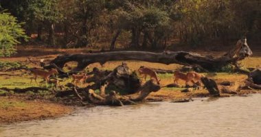 Bir geyik sürüsü, Sri Lanka 'daki Yala Ulusal Parkı' nda yemyeşil bitki örtüsüyle çevrili sakin bir su kütlesinin yanında otluyor. Vahşi yaşam ve doğa kavramları için mükemmel, eko-turizm promosyonları, ve yüksek kaliteli